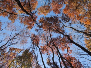 地面に横たわり撮影した写真